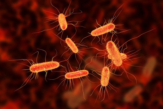 Ha E.coli baktériummal szennyezett ételt ettünk, mikor jelentkezhetnek a tünetek? Az orvos válaszol című cikk nyitóképe