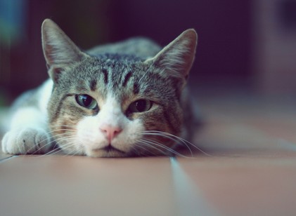 Csendes betegség, súlyos következmények: így ismerheti fel azt, ha baj van macskája veséjével című cikk nyitóképe