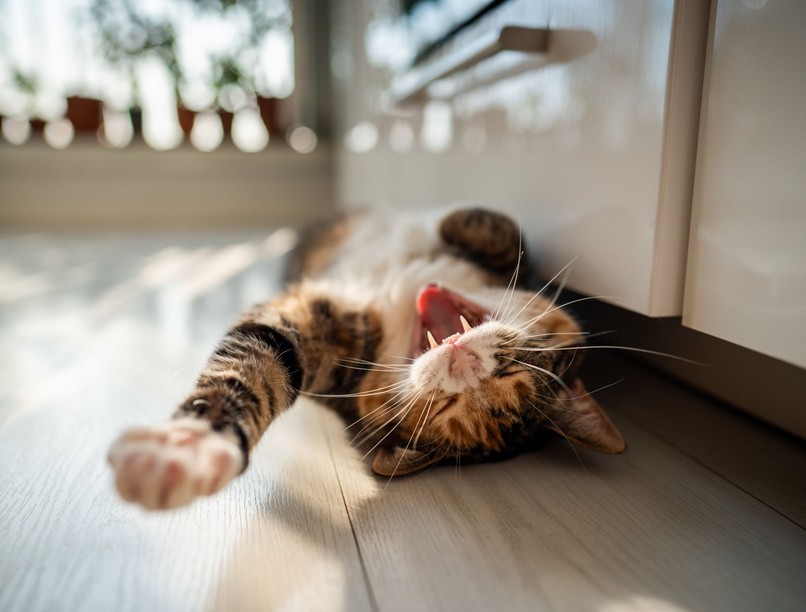 mitől bolondul meg a macska