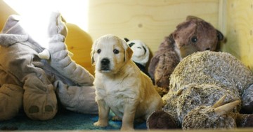 Genetika és viselkedés: mennyire határozza meg a kutya fajtája a személyiségét?