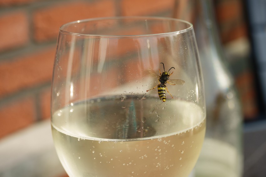 A darazsaktól sokan tartanak, mert a csípése egyes esetekben akár életveszélyes is lehet.