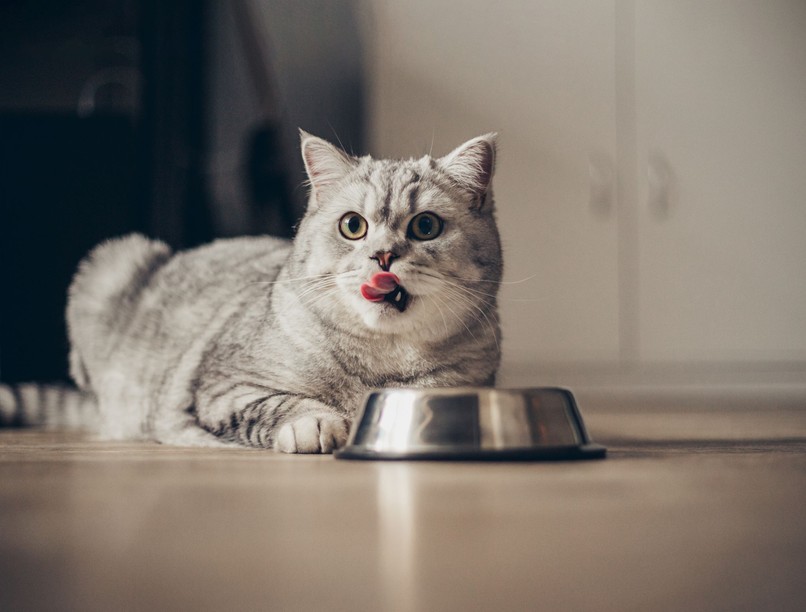 macskának mit ne adni étel