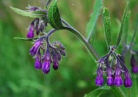 Gyógynövények - a fekete nadálytő