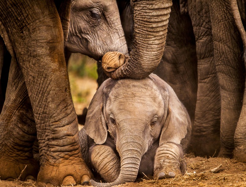 elefántok, applikáció, védelem