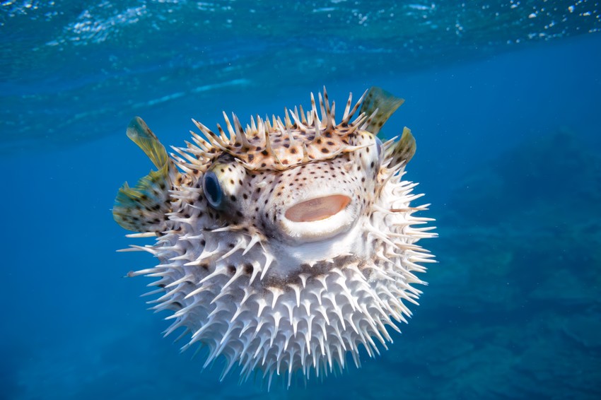 A gömbhal (vagy fugu) által termelt méreg a tetrodotoxin, egy rendkívül erős idegméreg. Ez az anyag jelentős kockázatot jelent az egészségre: a hal bizonyos szerveiben, például a májában, petefészkében és bőrében koncentrálódik, és már igen csekély mennyisége is súlyos mérgezést okozhat.