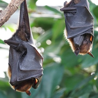 Nipah-vírus: új halálos denevérvírus terjed! Eddig jutottak a megfékezésével című cikk nyitóképe