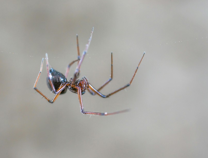 orvos válaszol szorongás pók