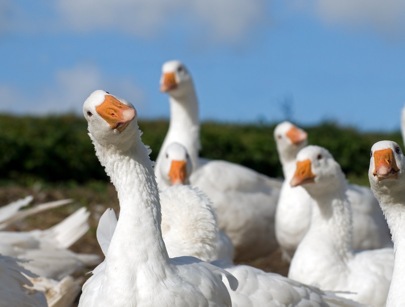 madárinfluenza, lúd