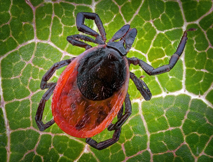 kullancs lyme kór vérszívó