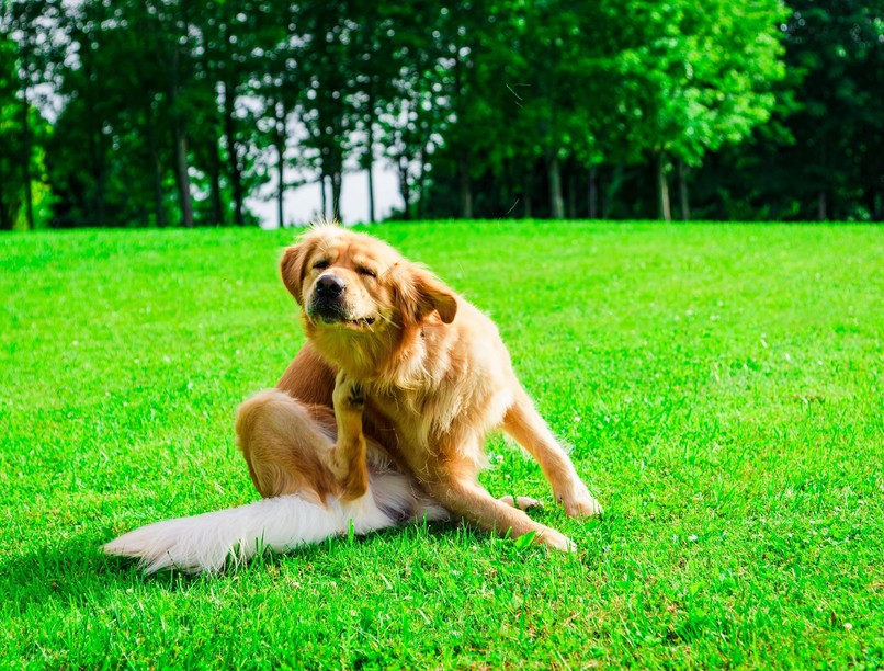 kutya allergia tünet jel