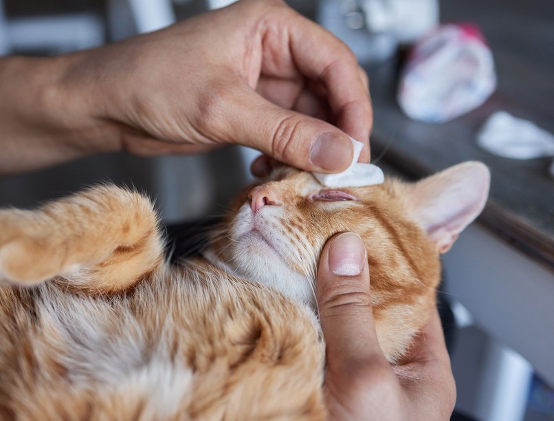 herpesz virus macska nyál