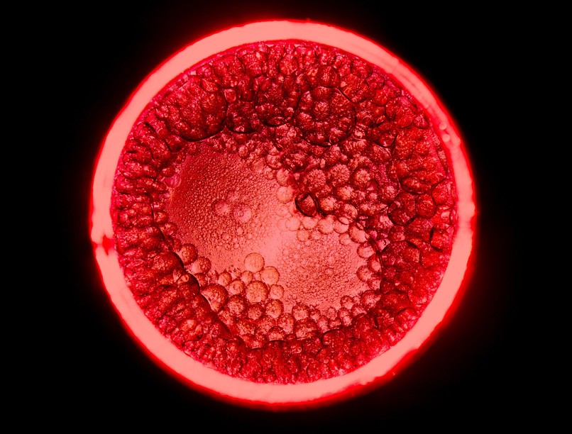 szív sejtek szövet kutatás