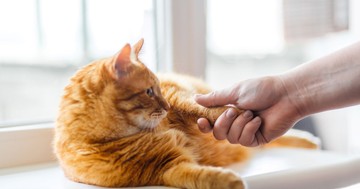  Honnan tudhatjuk, hogy a macskánk szeret minket? Még akkor is, ha nem egy bújós típus 