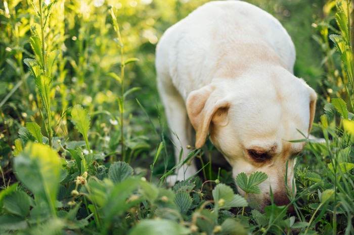 Több, mint rossz szokás: miért eszik a kutya ürüléket?