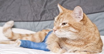  Mitől bénul le a macska hátsólába? Ezek az okok állhatnak a hátsó lábak bénulása mögött 