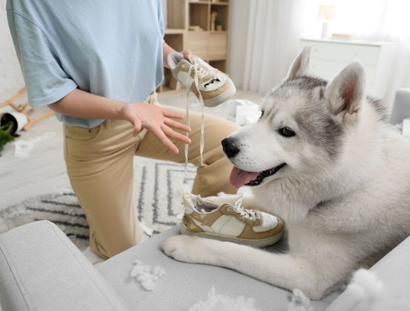 mit tegyek kutya rág cipő