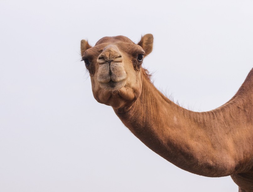 tevetej tehéntej helyett jövő