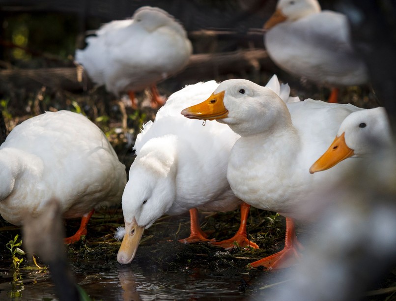 kacsa madárinfluenza Nébih
