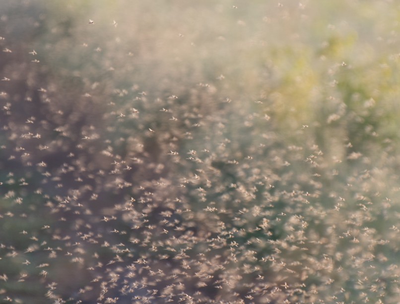 árvaszúnyog, rajzás, balaton