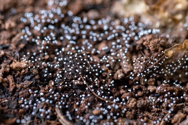 Fitoösztrogének előnye és hátránya: tényleg véd a ráktól?