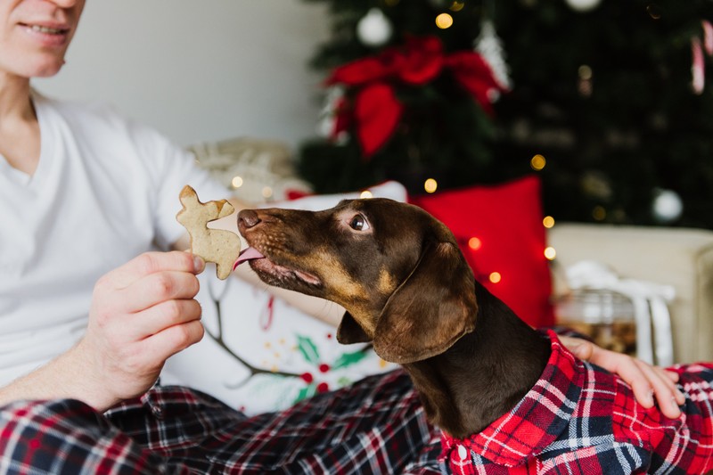 Életveszélyes lehet a karácsonyi jutalomfalat a kutyáknak - ezekkel vigyázzon!