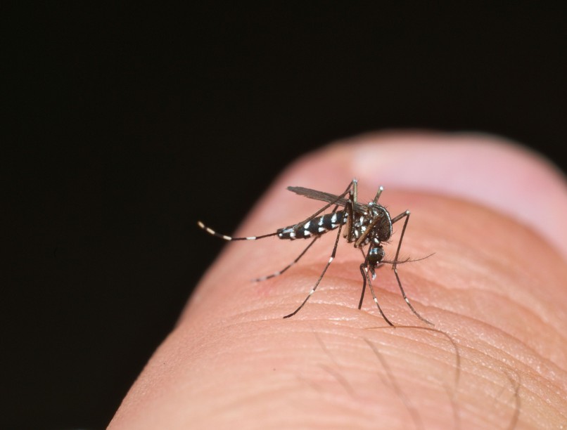 tigrisszúnyog járvány nyugat-nílusi láz inváziós faj