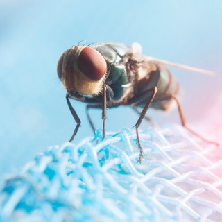 Álomkór: tünetei, vizsgálata és kezelési lehetőségei című cikk nyitóképe