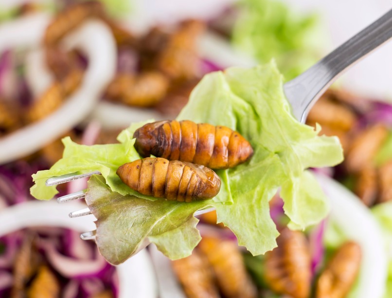 rovar, rovarevés, európa, fehérje