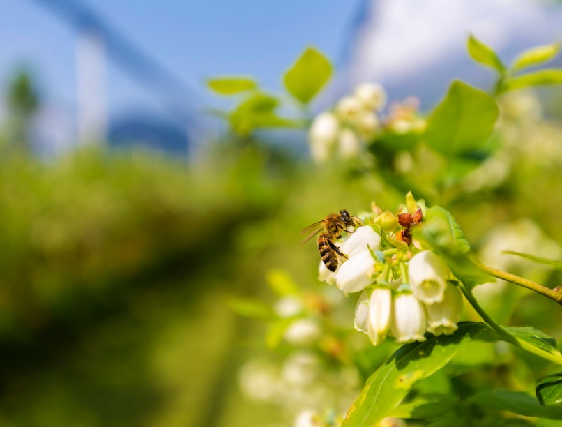 halálozás, méh, beporzás, rovar