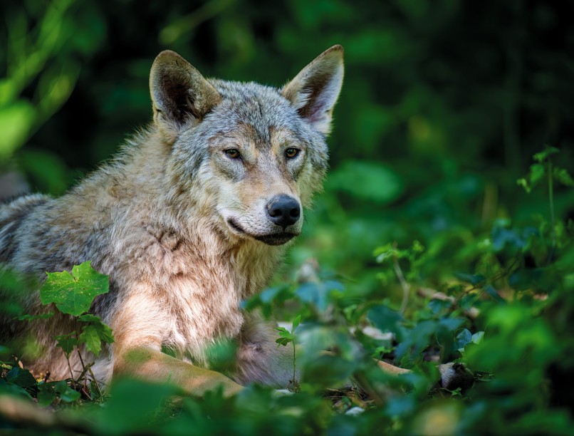 farkas, támadás, gyerek