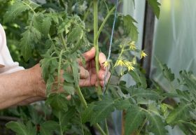 Egy jó hír a hosszú élet titkáról...