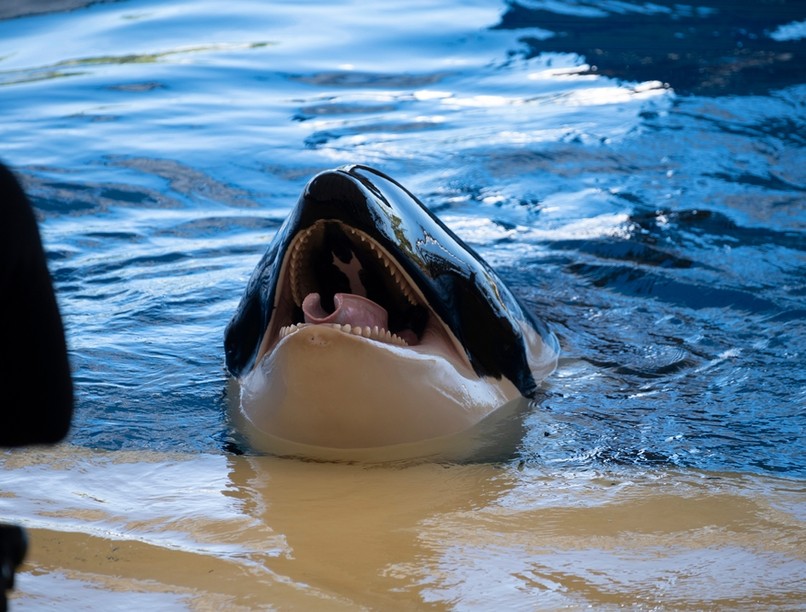 cápa, delfin, nagy fehér cápa, nyaralás, utazás