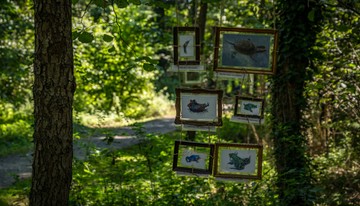 A tanösvény egy kellemes séta során mutatja be a helyi élővilágot, a tó egyedülálló ökoszisztémáját.