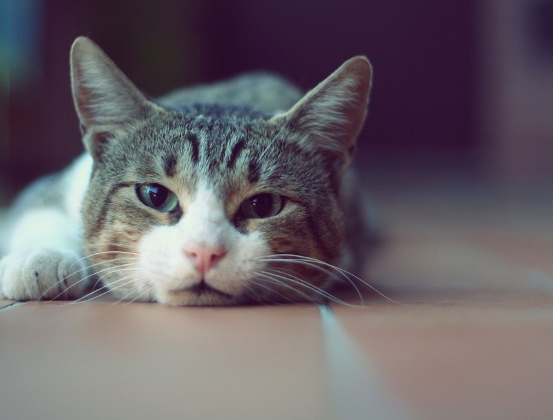 macska vesebetegség jele