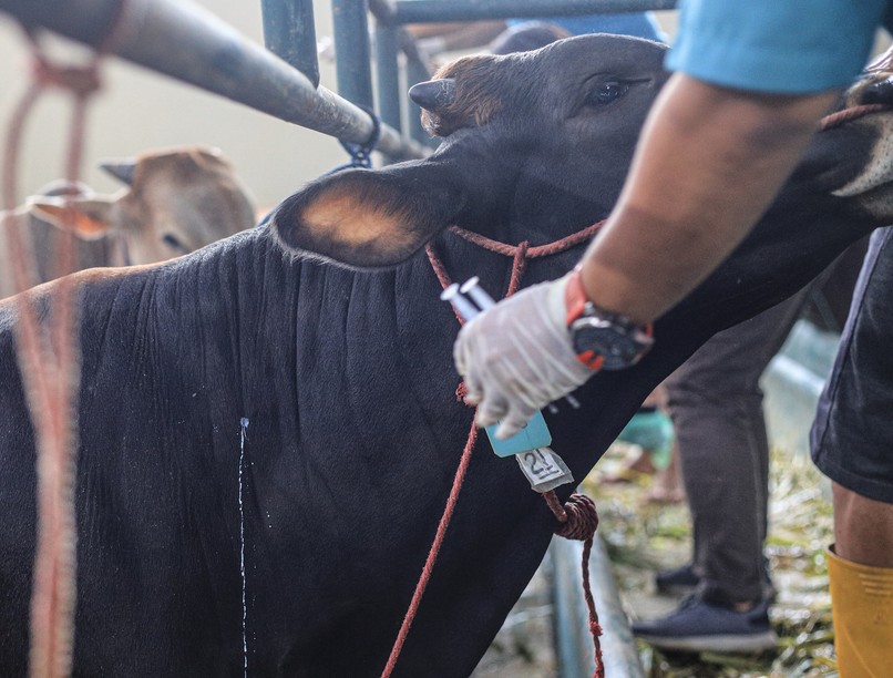 Veszélyes lehet-e az emberre a ragadós száj- és körömfájás?