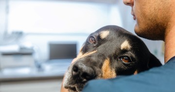 Miért lógatja vagy nyomja a falhoz a fejét a kutya? Sose hagyja figyelmen kívül ezt a jelet!