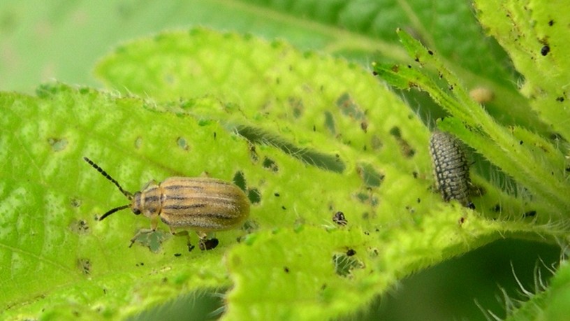 Ophraella communa, parlagfű, allergia, parlagfű írtás, olajosbogár, gyomnövény, allergia