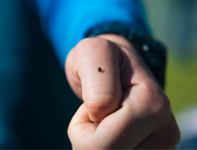 kullancs FSME-vírus Lyme-kór fertőzés krími-kongói vérzéses láz