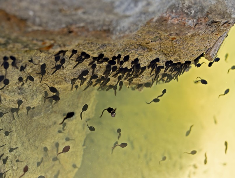 orvos válaszol veszélyes ebihal mérgező