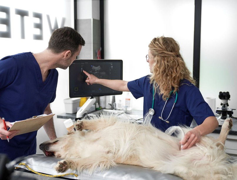 kutya macska állatorvos ultrahang diagnózis