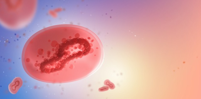 Okozhat a majomhimlő covid mértékű pandémiát? Kemenesi Gábor válaszol