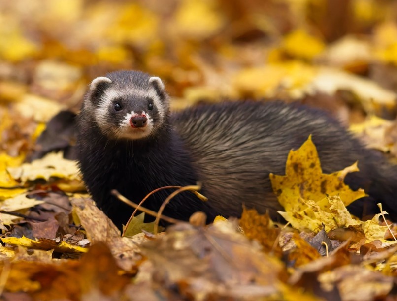 orvos válaszol vadászgörény harapás veszettség oltás