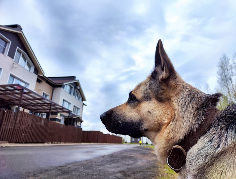 kutya motoros baleset bíróság tárgyalás