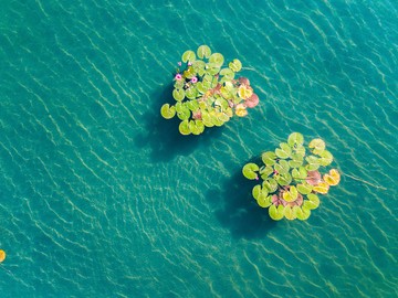 A Hévízi-tó különleges növénye a tavirózsa. A tó felszínén úszó tündérrózsa Hévíz szimbóluma lett, bekerült a város címerébe és zászlajába is.
