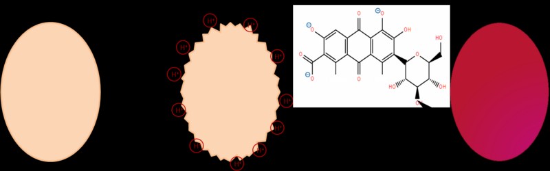 Miért kell ecet a tojásfestéshez? Általában azzal magyarázzák az ecet szükségességét, hogy az a természetes és mesterséges festékek tapadását egyaránt segíti, és oldja a tojáshéjban lévő meszet, ami így alkalmasabbá válik a festésre.