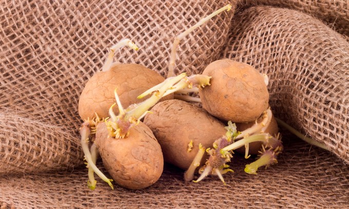 Lehet baja a gyermekemnek, ha krumpli csírát evett? Az orvos válaszol című cikk nyitóképe