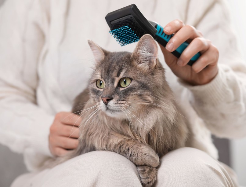 macska tavasz szőr hullatás