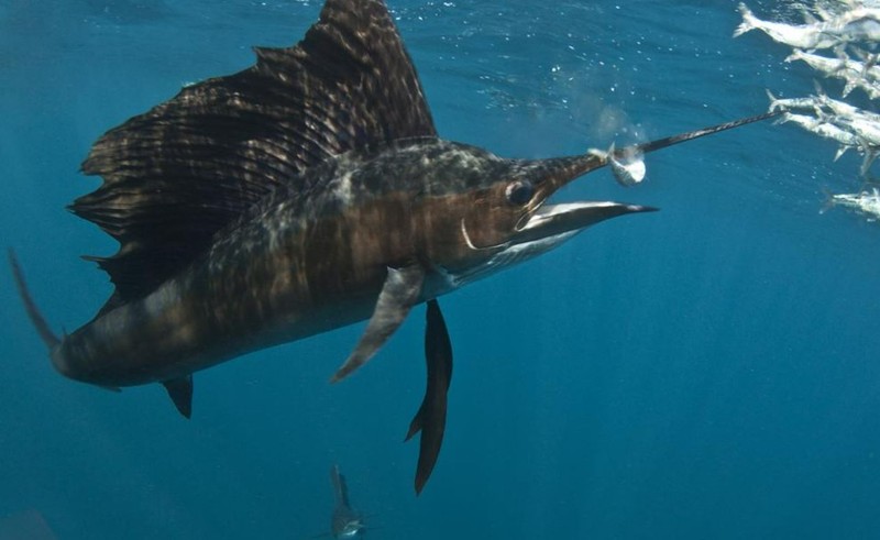 Ágyékon szúrt egy nyugdíjast egy 45 kilós hal