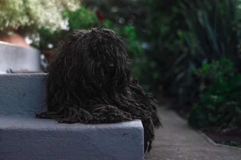 Öreg, vak puli védte idős gazdáját