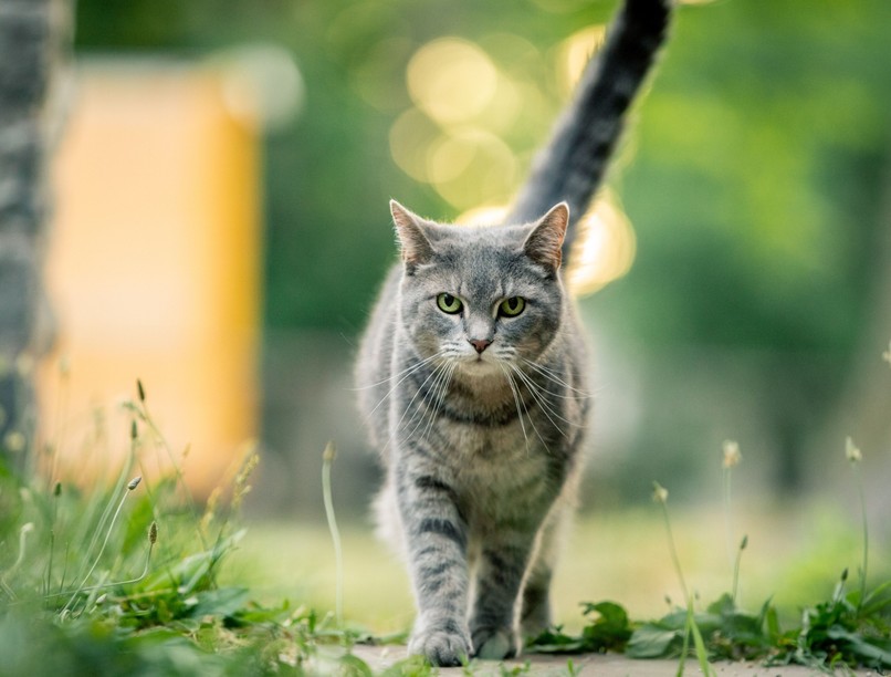 macska, kijárós, kutatás, ivartalanított